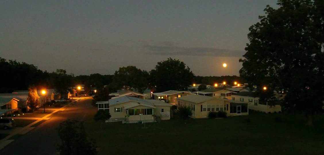 the grove at night